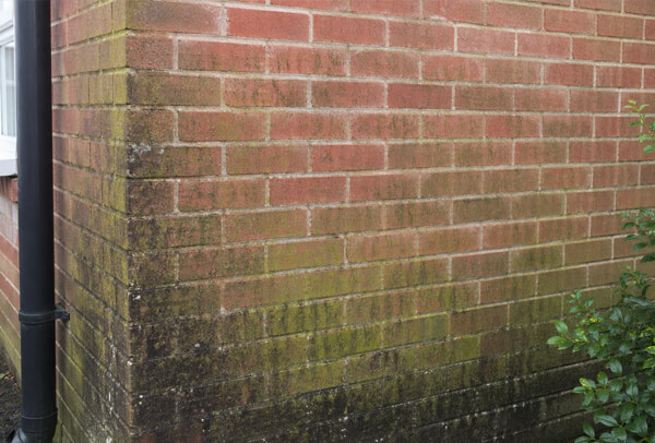 Brickwork in Northampton before cleaning, with algae staining and surface grime